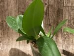 Double Plants Very Fragrant - Phalaenopsis Sapphire's Galah (P. Purple Martin x P. violacea) (3” Pot) - Image 6