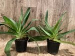 Paph. Bellatum (Gomatizer x Smile of Magician) x Rothschildianum (Mighty x Red Baron) (3 Growths, 5” pot)