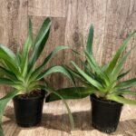 Paph. Bellatum (Gomatizer x Smile of Magician) x Rothschildianum (Mighty x Red Baron) (3 Growths, 5” pot)