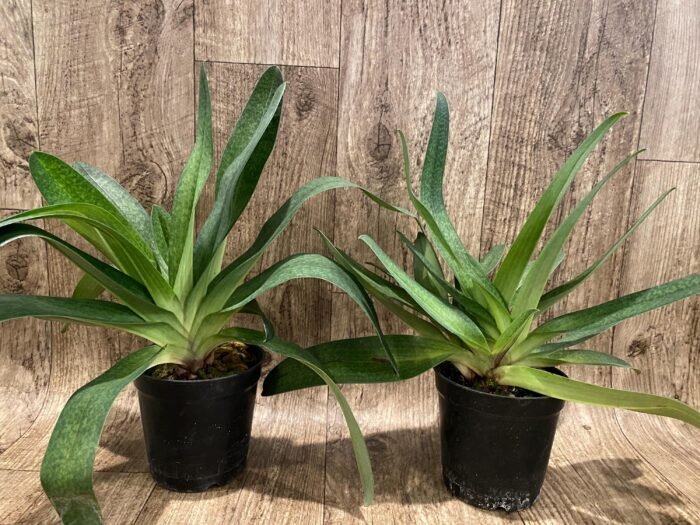 Paph. Bellatum (Gomatizer x Smile of Magician) x Rothschildianum (Mighty x Red Baron) (3 Growths, 5” pot) - Image 1