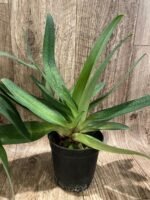 Paph. Bellatum (Gomatizer x Smile of Magician) x Rothschildianum (Mighty x Red Baron) (3 Growths, 5” pot) - Image 3