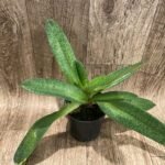 Paph. Bellatum (Gomatizer x Smile of Magician) x Rothschildianum (Mighty x Red Baron) (2 Growths 5” pot)