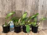 In Sheath Cattleya Rlc. Golden Godzilla (5” pot) - Image 2