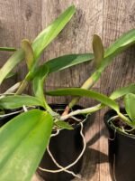 In Sheath Cattleya Rlc. Golden Godzilla (5” pot) - Image 6