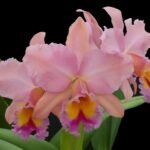 Blc. George King 'Serendipity’ Blooming Size (3.5 pot)