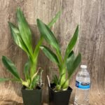 Grammatophyllum Lazarus 'Latte' × Lazarus 'Mocha’ (3.5” Pot)