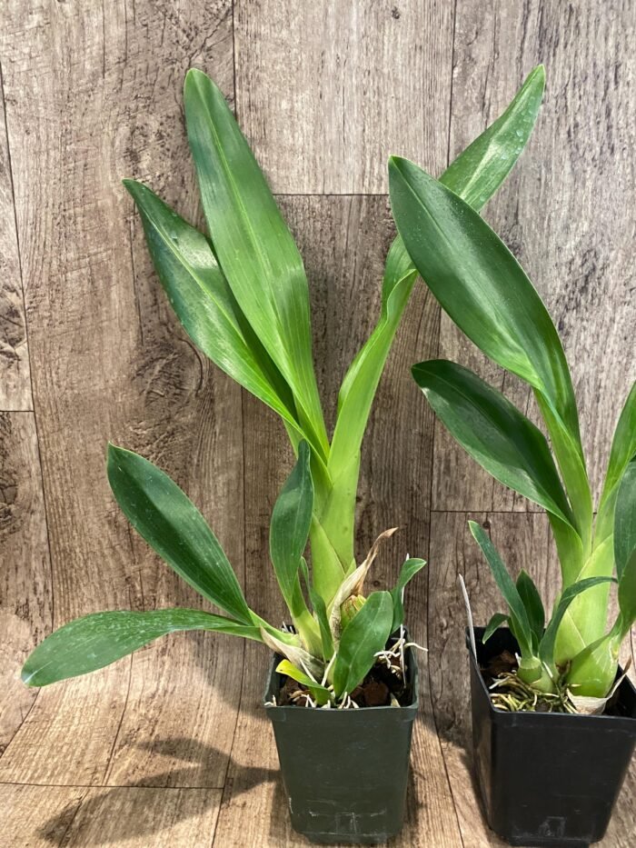 Grammatophyllum Lazarus 'Latte' × Lazarus 'Mocha’ (3.5” Pot) - Image 3