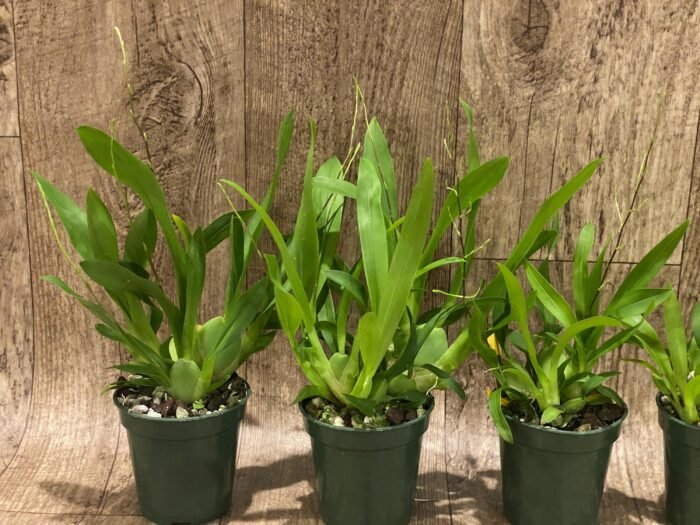 Double - Multi Spikes Fragrant Mini Oncidium Twinkle ‘Fantasy’ (3” Pot) - Image 5