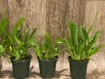 Double - Multi Spikes Fragrant Mini Oncidium Twinkle ‘Fantasy’ (3” Pot) - Image 6