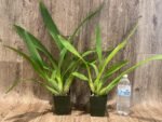 Oncidium Ruth’s Rainbow ’Over the Rainbow’ (3.5” Pot) - Image 4