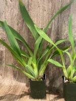 Oncidium Ruth’s Rainbow ’Over the Rainbow’ (3.5” Pot) - Image 6