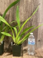 Oncidium Ruth’s Rainbow ’Over the Rainbow’ (3.5” Pot) - Image 7