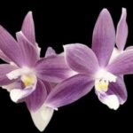 Fragrant Phalaenopsis speciosa ‘Super Purple' (3" pot) - Image 2