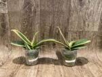 Rare Varigated Phalaenopsis Chia E Yenlin (3.5” pot) - Image 5