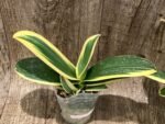 Rare Varigated Phalaenopsis Chia E Yenlin (3.5” pot) - Image 7
