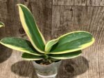 Rare Varigated Phalaenopsis Chia E Yenlin (3.5” pot) - Image 8
