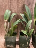 Lc. Purple Cascade 'Sweet Beauty' Blooming Size (3.5” Pot) - Image 7