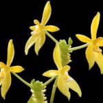 Phalaenopsis cornu-cervi ‘flava’ (3” Pot)