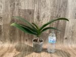 Phalaenopsis amabilis Large Flower (4.5" pot) - Image 3