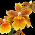 In Spike Oncoptelopsis Brazilian Sun 'Samba' (3.5” pot)