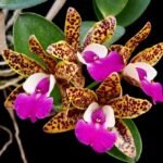 Cattleya Ctt. Ratsima Spots (2.5" pot)