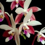 Fragrant - Phalaenopsis tetraspis 'C1' (MC) (3” Pot) - Image 3