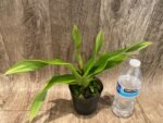In Spike - Phrag. QF Maliae ×Twilight (4.5" pot) - Image 2