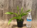 In Spike - Phrag. QF Maliae ×Twilight (4.5" pot) - Image 3