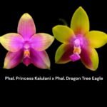 Rare Fragrant Phalaenopsis Princess Kaiulani × Dragon Tree Eagle (2” Pot)