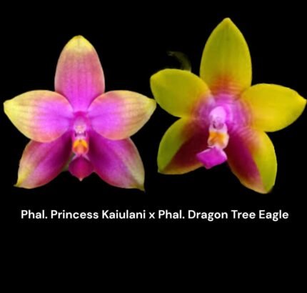Rare Fragrant Phalaenopsis Princess Kaiulani × Dragon Tree Eagle (2” Pot)