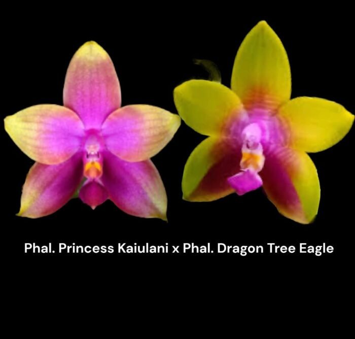 Rare Fragrant Phalaenopsis Princess Kaiulani × Dragon Tree Eagle (2” Pot) - Image 1