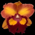 In Sheath RIc. Bangkok Sunlight (5” pot)