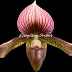 In Spike Paphiopedilum Charlessworthii Album (Perfection × New Wave) × Hilo Super Citron (3.5” pot)