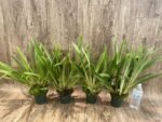 Overgrowth - Miltoniopsis Pierre Langeron × Goodhope Bay ‘Lagima’ (4” pot) - Image 3