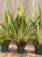 Overgrowth - Miltoniopsis Pierre Langeron × Goodhope Bay ‘Lagima’ (4” pot) - Image 6