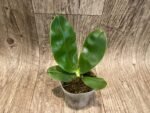 Fragrant - Phalaenopsis bellina f. coerulea x sib (3” pot) - Image 2
