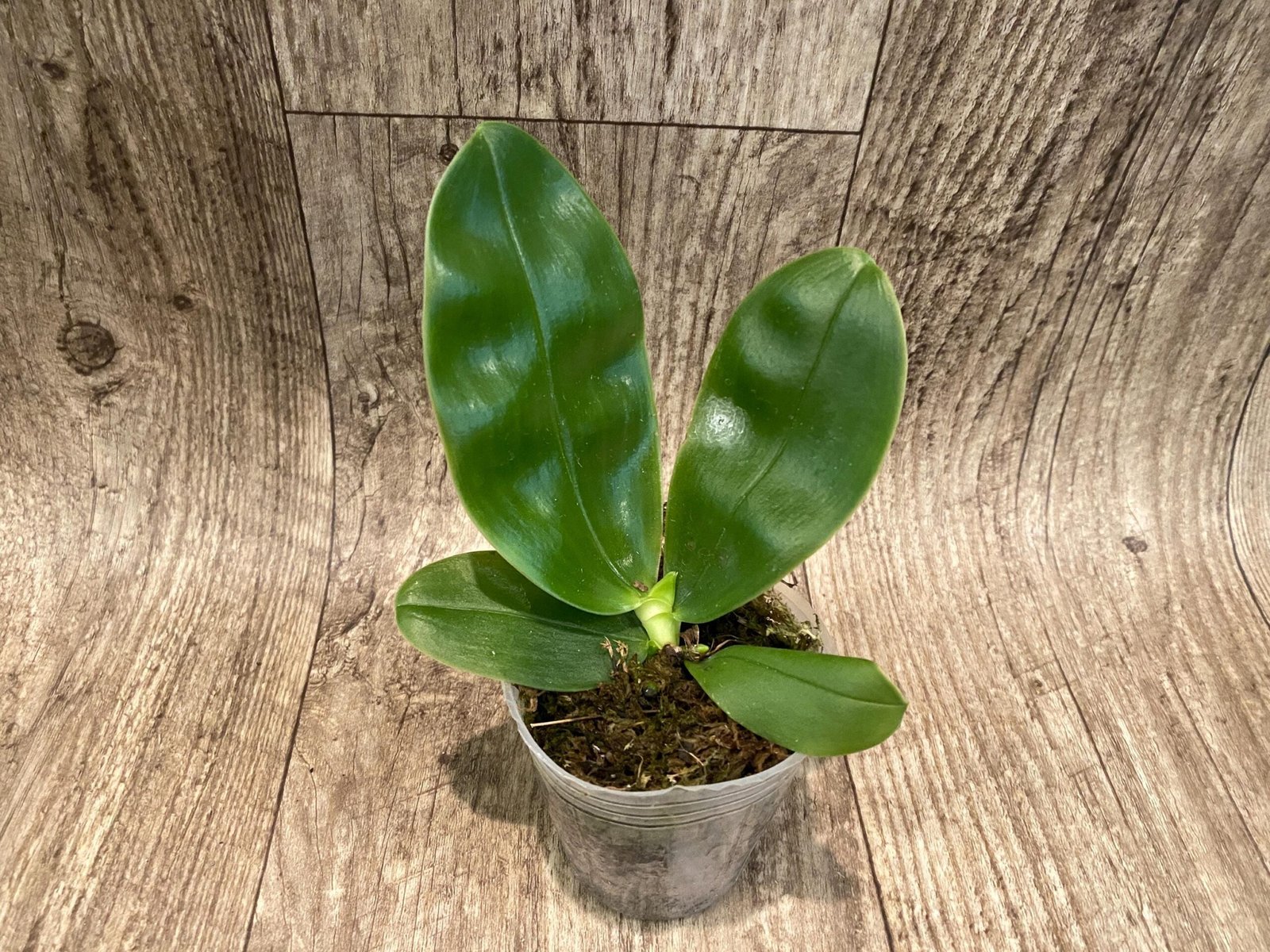 il_fullxfull.6269025124_22ui.jpg Fragrant - Phalaenopsis bellina f. coerulea x sib (3” pot) - Image 2