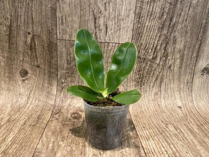 Fragrant - Phalaenopsis bellina f. coerulea x sib (3” pot) - Image 3