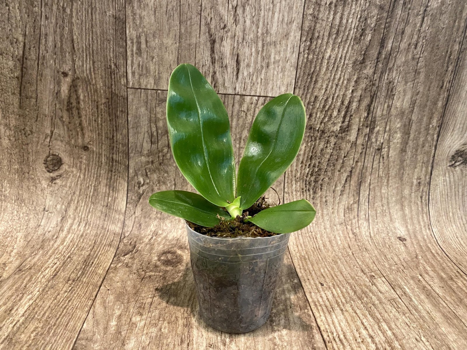 il_fullxfull.6269025352_haes.jpg Fragrant - Phalaenopsis bellina f. coerulea x sib (3” pot) - Image 3