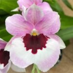 Miltoniopsis Maui Passion ‘Love Lace’ × Edie Brown (4" Pot)