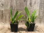 Bulbophyllum Daisy Chain blooming Size (3” Pot) - Image 2