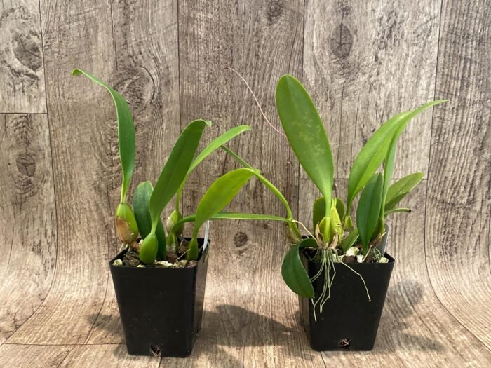 Bulbophyllum Daisy Chain blooming Size (3” Pot) - Image 2