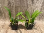 Bulbophyllum Daisy Chain blooming Size (3” Pot) - Image 3