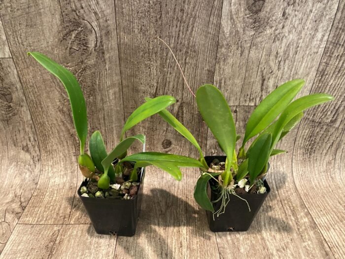 Bulbophyllum Daisy Chain blooming Size (3” Pot) - Image 3