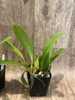 Bulbophyllum Daisy Chain blooming Size (3” Pot) - Image 4