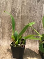Bulbophyllum Daisy Chain blooming Size (3” Pot) - Image 5