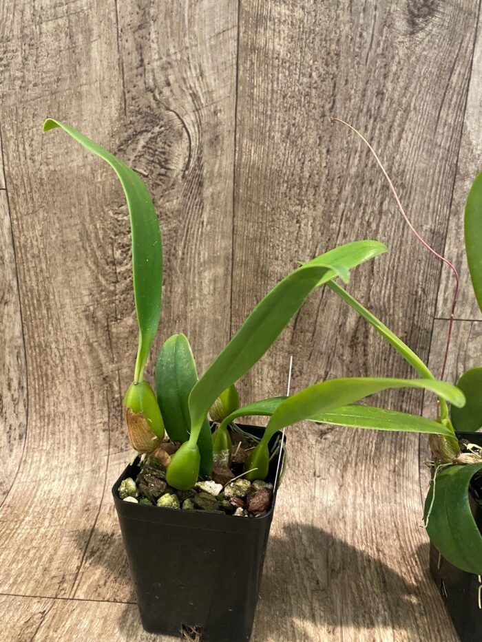 Bulbophyllum Daisy Chain blooming Size (3” Pot) - Image 5