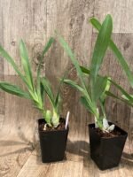 Grammangis ellisii var alba x sib (3.5” Pot) - Image 4