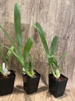 Grammangis ellisii var alba x sib (3.5” Pot) - Image 5
