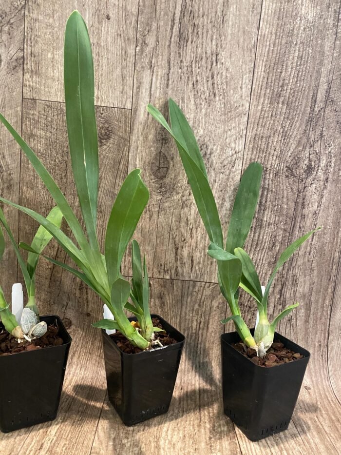 Grammangis ellisii var alba x sib (3.5” Pot) - Image 5